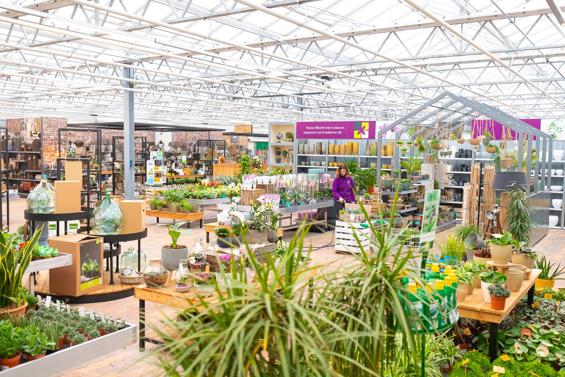 Kamerplanten Kamerplanten