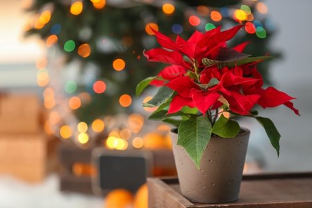 Feestelijke kamerplanten voor de donkere wintermaanden