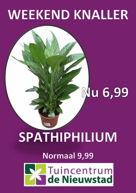 Lepelplant